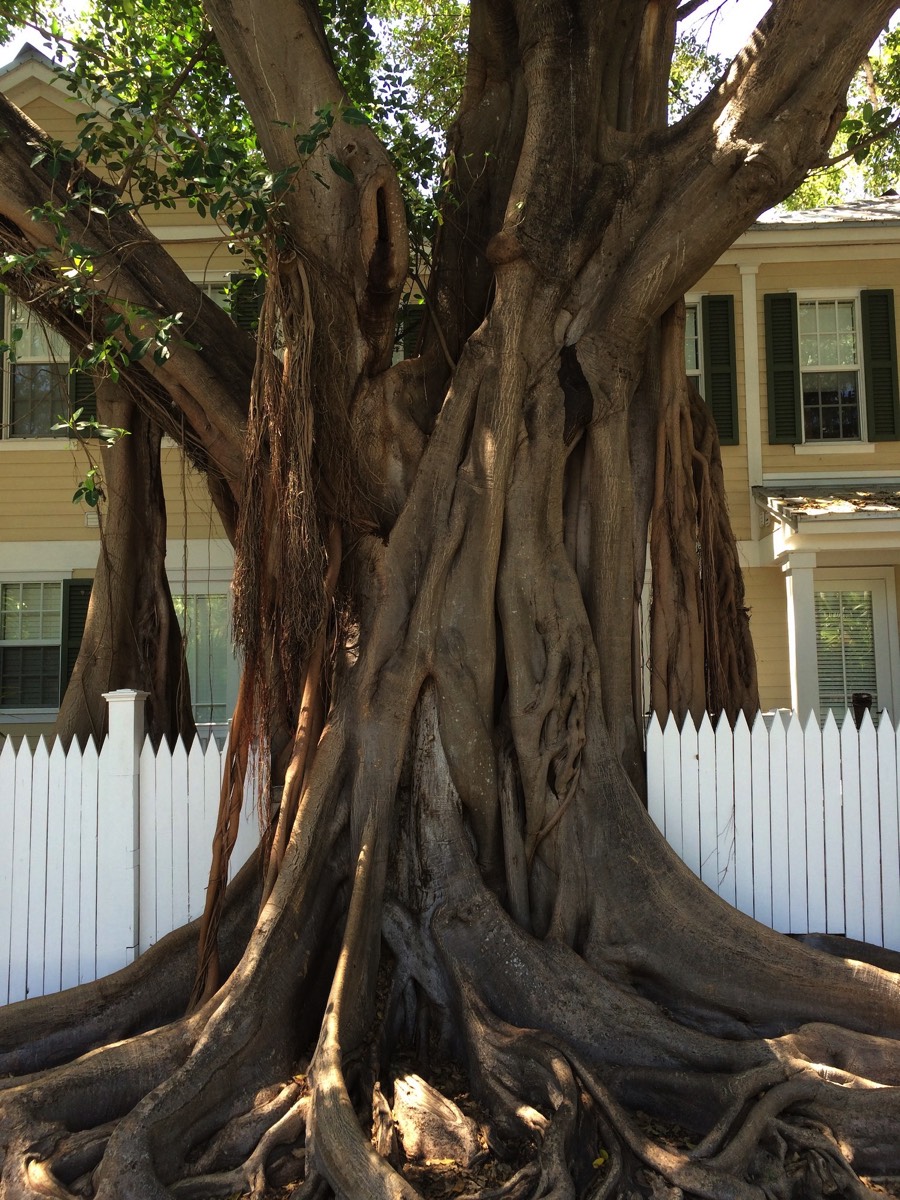 Cool tree in hot Key West